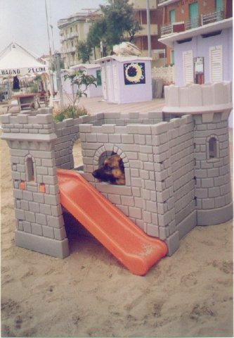 il cucciolo